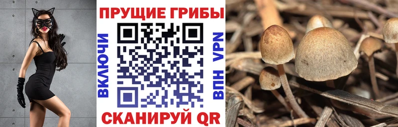 цена   Сычёвка  Галлюциногенные грибы Psilocybe 
